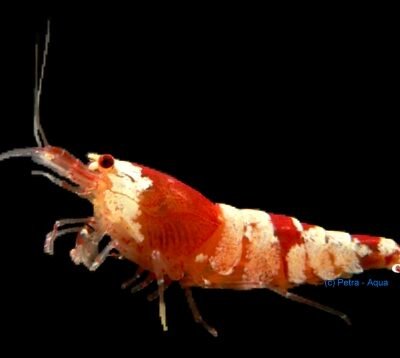 Red cristal shrimp (Caridina sp. crystal red) 2–2,5 cm