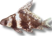 Myxocyprinus asiaticus 5–7 cm