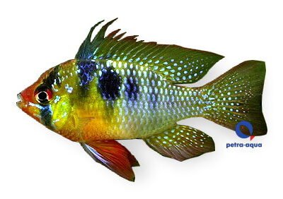 ramirezi (3 - 4 cm)