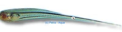 virescens (10 -12 cm)