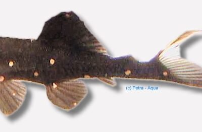 sp. (5 - 6 cm)