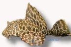 golden stripe (6 - 7 cm)