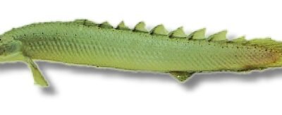 senegalus (8 - 10 cm)