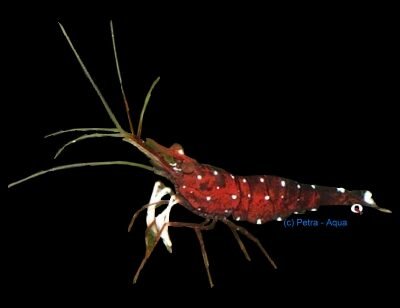 white spotted red (1 - 1,5 cm)