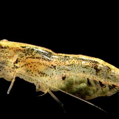sp. black algae (1 - 1,5 cm)