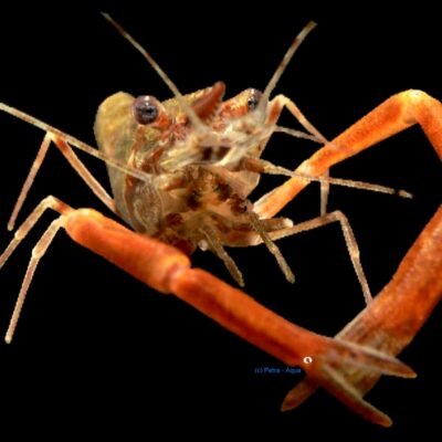 Kaira River Prawn (Macrobrachium dayanum) 2–4 cm