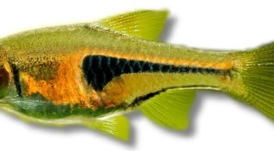 Glowlight rasbora (Rasbora espei sp.) 3 cm
