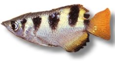 Banded archerfish (Toxotes jaculatrix) 8–9 cm