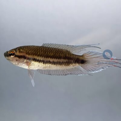 Spiketail Paradise Fish (Macropodus cupanus) 4–5 cm