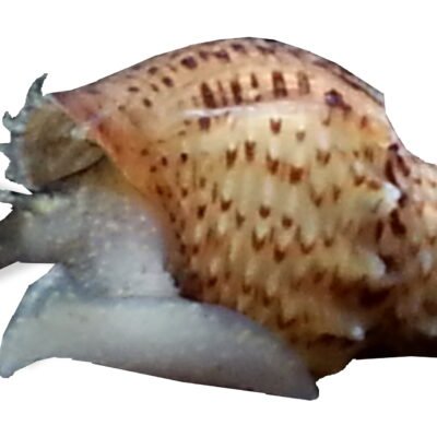 winteri (1 - 2 cm)