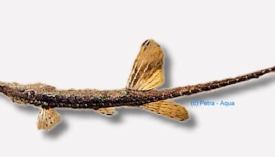 Farlowella acus 11–14 cm