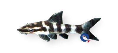 cocama zebra (4 - 5 cm)