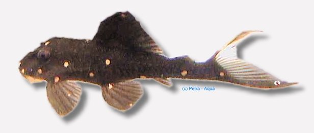 petra-KA55 petra-KA55