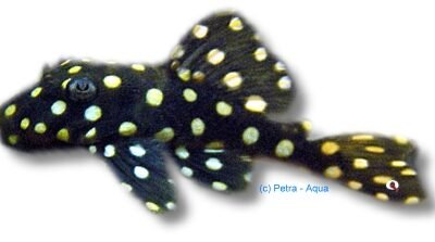 L142 Baryancistrus sp. tocantins snow ball 12–13 cm