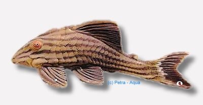 nigrolineatus (14 - 15 cm)