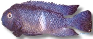 nematopus (XL)