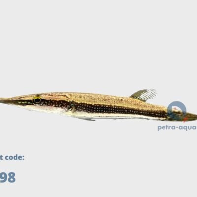 pulcher (5 - 6 cm)