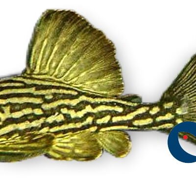 L190 Panaque cf. nigrolineatus 7–10 cm