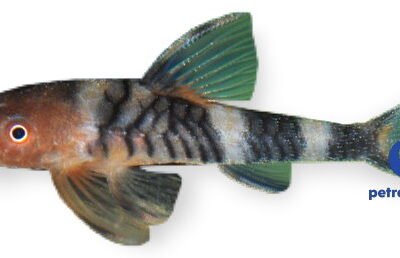sp. (2 - 3 CM)