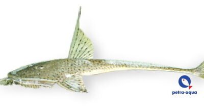 Planiloricaria cryptodon 10–12 cm