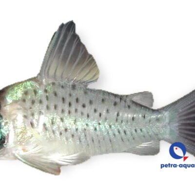 Corydoras cf sychri C53 4–4,5 cm