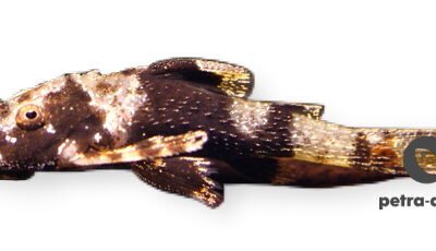 Parotocinclus sp. 1–2 cm