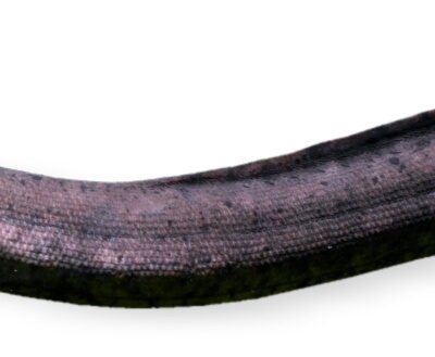 paradoxa (4 - 6 cm)