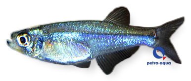 Tyttocharax sp. 1,5–2 cm