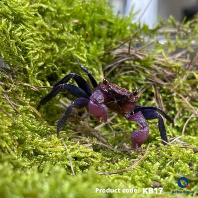 Geosesarma sp.red carnaval 2–3 cm