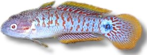 ocellicauda (3,5 - 4 cm)