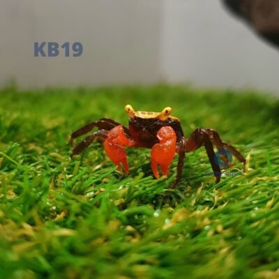 sp. Golden eye (4 cm)
