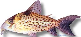 leucomelas (3 - 3,5 cm)