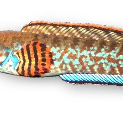 Channa bleheri blue 7–10 cm