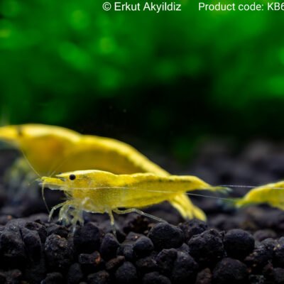 yellow neon (1,5 -2 cm)
