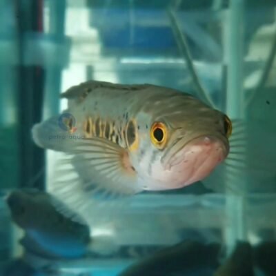 pleurophthalma (7 - 10 cm)