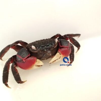 Neosarmatium asiaticum (red spider) 6–8 cm