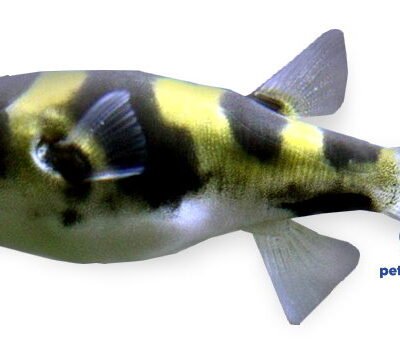 Amazon Puffer (Colomesus asellus) 2–3 cm