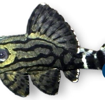 cf. suttonorum (10 - 12 cm)