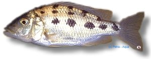 rostratus (5 - 6 cm)