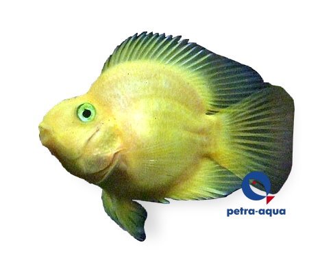yellow parrot (7 - 9 cm)