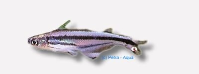African glass catfish (Eutropiellus debauwi) 5–7 cm