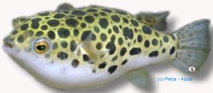 Green pufferfish (Tetraodon fluviatilis) 6–8 cm