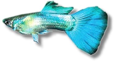Guppy male (Poecilia reticulata male blue mix) XL