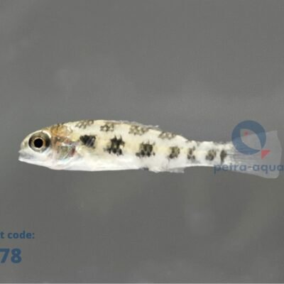 maculatus (4 - 6 cm)