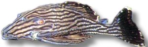 nigrolineatus (3 - 4 cm)