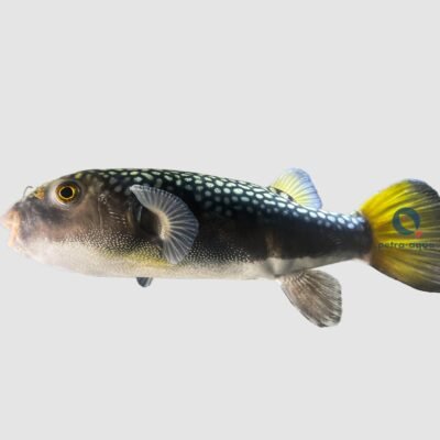 Chelonodontops bengalensis 12–14 cm