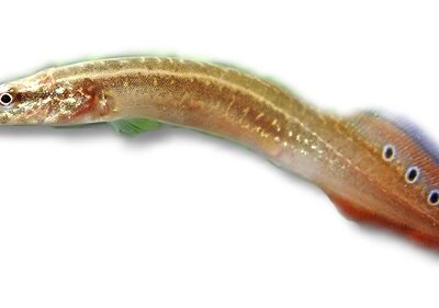 Frecklefin eel (Macrognathus aculeatus) 13–15 cm