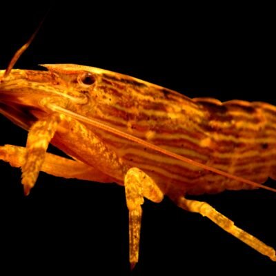 moluccensis (2 - 3 cm)