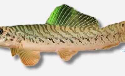 botia (7 - 10 cm)