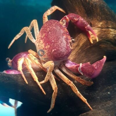 spec. (3 - 5 cm)